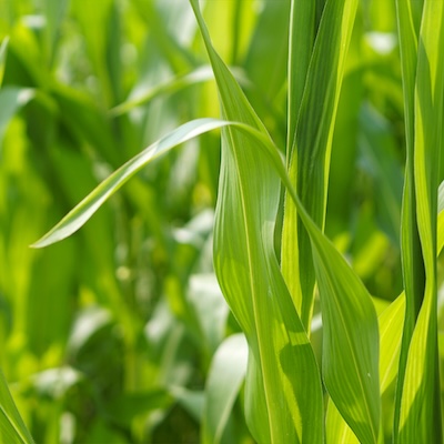 Fazor I Wachstumsregler